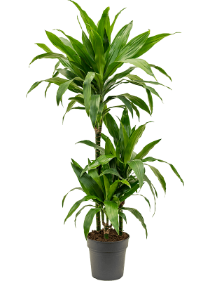 Impressive Corn Plant Dracaena fragrans \'Janet Craig\' Tall Indoor House Plants Trees W30 H(80-100) cm, Potsize D21 cm