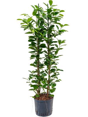 Lush Chinese Banyan Ficus microcarpa \'Moclame\' Fig Tree Indoor House Plants W40 H(100-120) cm Live Plant, Potsize D22 cm