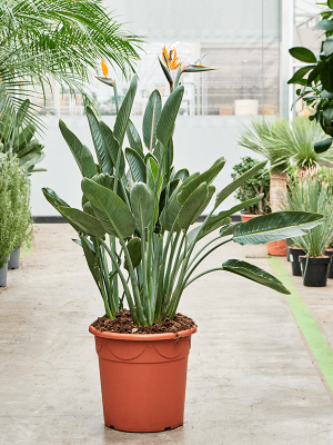Tropical Bird of Paradise White Strelitzia reginae Indoor House Plants (110-120) W65 H(100-120) cm, Potsize D40 cm