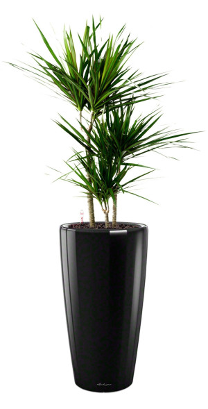 Potted Dracaena Marginata House Plant in LECHUZA RONDO Black High Gloss Self-watering Planter, Total Height 140 cm