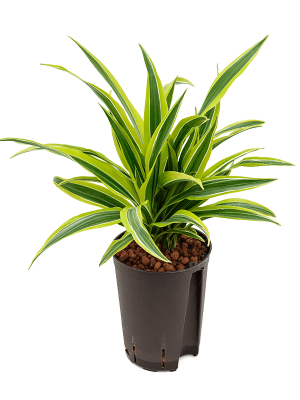 Dracaena fragrans \'Lemon Lime\' Corn Plant W20 H(30-40) cm Live Plant, Potsize D15 cm