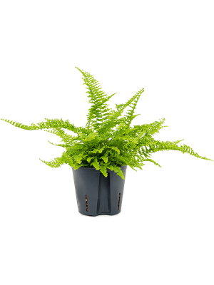 Nephrolepis exaltata \'Green fantasy\' Boston Fern W15 H(21-25) cm Live Plant, Potsize D13 cm
