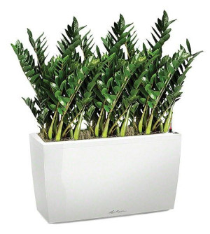Potted Zamioculcas Green Wall House Plant in LECHUZA CARARO White High Gloss Self-watering Planter, Total Height 110 cm