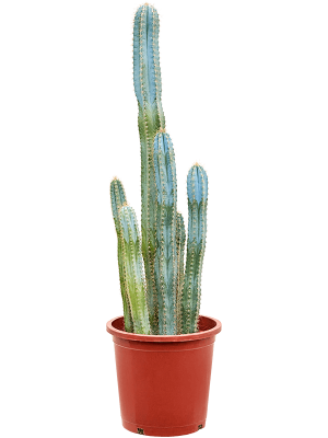 Easy-Care Blue Columnar Cactus Pilosocereus azureus (70-110) Indoor House Plants W25 H(80-90) cm, Potsize D27 cm