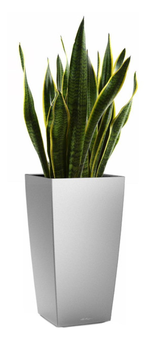 Potted Sansevieria Laurentii House Plant in LECHUZA CUBICO Silver Metallic Self-watering Planter, Total Height 80 cm