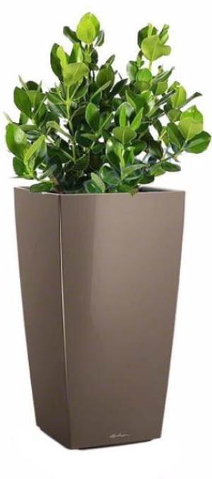 Potted Clusia House Plant in LECHUZA CUBICO Shiny Taupe Self-watering Planter, Total Height 90 cm