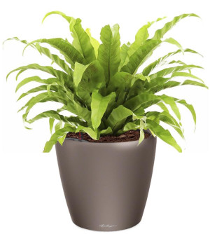 Potted Asplenium Fern House Plant in LECHUZA CLASSICO LS Espresso Metallic Self-watering Planter, Total Height 50 cm