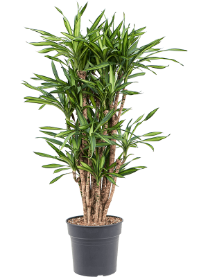 Easy-Care Corn Plant Dracaena fragrans \'Riki\' Tall Indoor House Plants Trees W50 H(100-130) cm, Potsize D30 cm