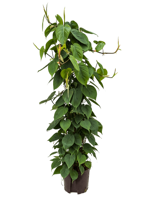 Philodendron scandens Heart-Leaf W30 H(100-120) cm Live Plant, Potsize D22 cm