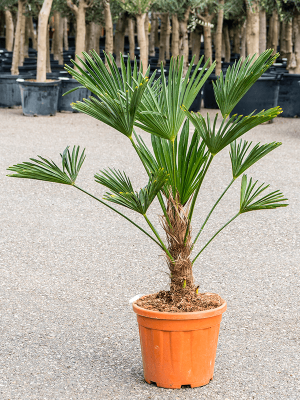 Windmill Palm Tree Trachycarpus wagnerianus W70 H(90-110) cm, Potsize D30 cm
