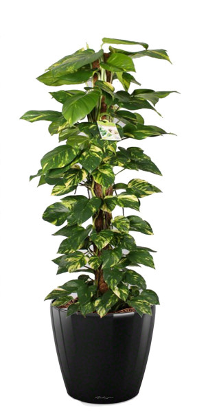 Potted Epipremnum aureum Golden Pothos House Plant in LECHUZA CLASSICO LS Black High Gloss Self-watering Planter, Total Height 160 cm