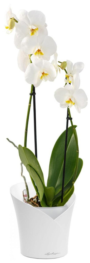 Potted Blooming Phalaenopsis Orchid House Plant in LECHUZA ORCHIDEA White Matt Self-watering Planter, Total Height 65 cm