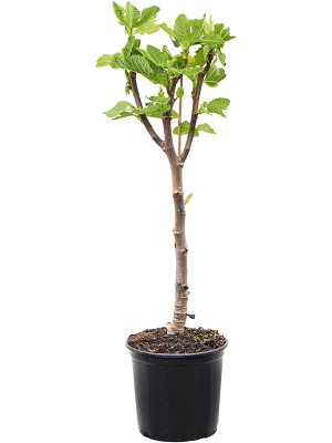 Ficus carica \'Variegata\' (80-100) W30 H(80-90) cm, Potsize D21 cm