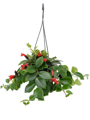 Cheerful Lipstick Plant Aeschynanthus \'Mona Lisa\' Indoor House Plants W30 H(30-40) cm, Potsize D15 cm