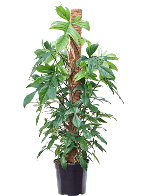 Lush Heart-Leaf Philodendron \'Florida Beauty\' Indoor House Plants W55 H(110-140) cm, Potsize D30 cm