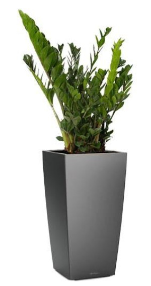 Potted Zamioculcas Zamiifolia House Plant in LECHUZA CUBICO Charcoal Metallic Self-watering Planter, Total Height 125 cm