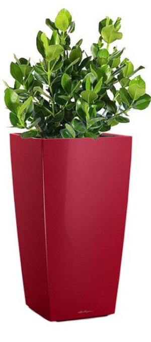 Potted Clusia House Plant in LECHUZA CUBICO Scarlet Red High Gloss Self-watering Planter, Total Height 90 cm