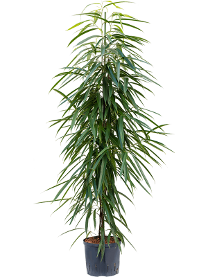 Ficus binnendijkii \'Alii\' Fig Tree W45 H(120-150) cm Live Plant, Potsize D22 cm