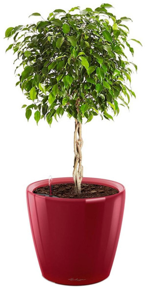 Potted Ficus Benjamina Exotica House Plant in LECHUZA CLASSICO LS Scarlet Red High Gloss Self-watering Planter, Total Height 70 cm