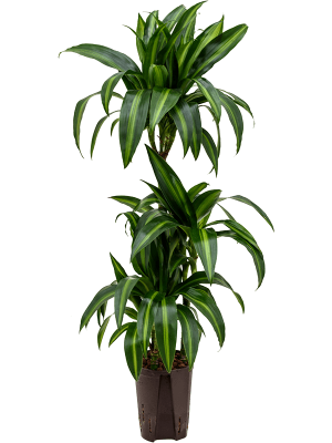 Dracaena fragrans \'Hawaiian Sunshine\' W30 H(80-100) cm Live Plant, Potsize D15 cm