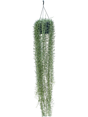 Senecio blue pickle W30 H(130-160) cm, Potsize D25 cm