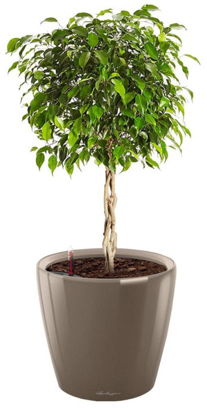 Potted Ficus Benjamina Exotica House Plant in LECHUZA CLASSICO LS Shiny Taupe Self-watering Planter, Total Height 70 cm