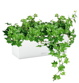 Potted Ivy House Plant in LECHUZA BALCONERA Color White Self-watering Planter, Total Height 50 cm