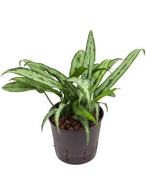 Aglaonema \'Cutlass\' Chinese Evergreen W20 H(21-25) cm Live Plant, Potsize D13 cm
