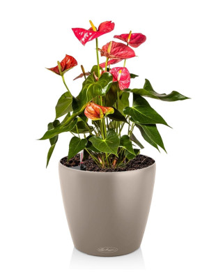 Potted Blooming Anthurium Andraeanum House Plant in LECHUZA CLASSICO Color Sand Brown Self-watering Planter, Total Height 45 cm