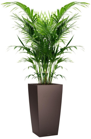 Potted Howea Forsteriana House Plant in LECHUZA CUBICO Espresso Metallic Self-watering Planter, Total Height 150 cm
