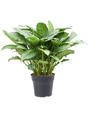 Shade-loving Chinese Evergreen Aglaonema \'Freedman\' Indoor House Plants W80 H(81-95) cm, Potsize D30 cm