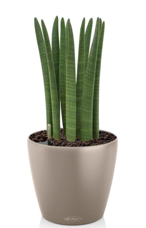 Potted Sansevieria Cylindrica House Plant in LECHUZA CLASSICO Color Sand Brown Self-watering Planter, Total Height 55 cm