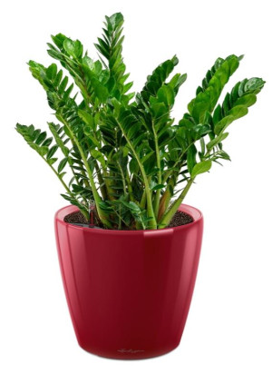 Potted Zamioculcas House Plant in LECHUZA CLASSICO LS Scarlet Red High Gloss Self-watering Planter, Total Height 40 cm