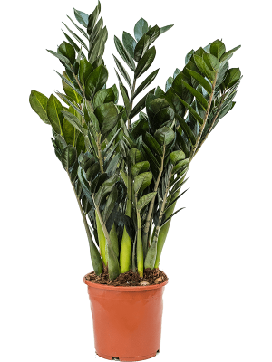 Lush ZZ Plant Zamioculcas zamiifolia \'Super Nova\' Indoor House Plants W35 H(40-50) cm, Potsize D17 cm