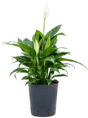Spathiphyllum \'Gokyo\' Peace Lily W30 H(40-50) cm Live Plant, Potsize D18 cm