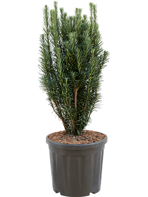 Cephalotaxus harringtonii \'Fastigiata\' W35 H(80-100) cm, Potsize D31 cm