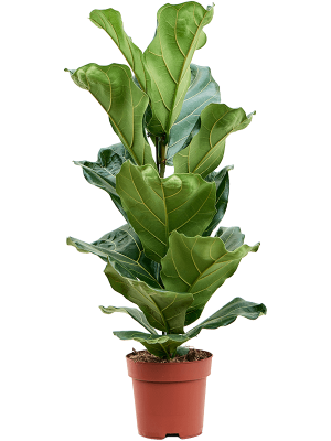 Lush Fiddle Leaf Fig Ficus lyrata Indoor House Plants W40 H(50-60) cm, Potsize D17 cm