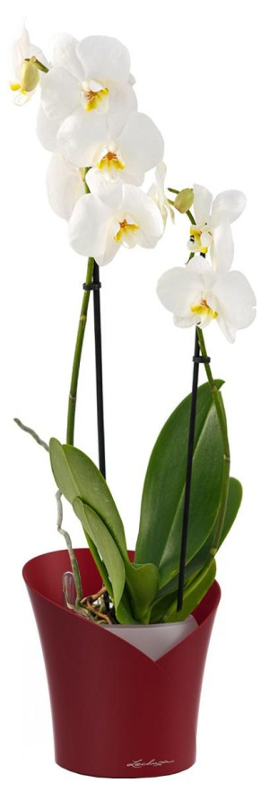 Potted Blooming Phalaenopsis Orchid House Plant in LECHUZA ORCHIDEA Scarlet Red Matt Self-watering Planter, Total Height 65 cm