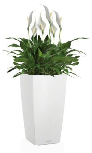 Potted Blooming Spathiphyllum Sweet Chico House Plant in LECHUZA CUBICO Color White Self-watering Planter, Total Height 60 cm