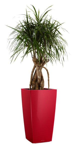 Potted Dracaena Marginata House Plant in LECHUZA CUBICO Scarlet Red High Gloss Self-watering Planter, Total Height 150 cm