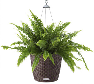 Potted Nephrolepis Exaltata (Sword Fern) House Plant in LECHUZA NIDO Cottage Mocha Self-watering Planter, Total Height 70 cm