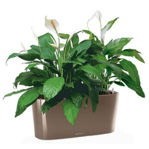 Potted Blooming Spathiphyllum Sweet Chico House Plant in LECHUZA DELTA Shiny Taupe Self-watering Planter, Total Height 50 cm