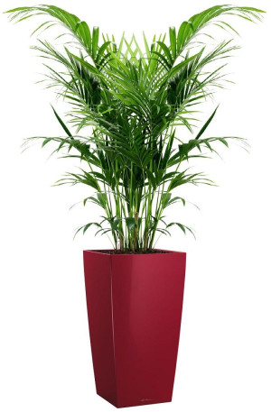 Potted Howea Forsteriana House Plant in LECHUZA CUBICO Scarlet Red High Gloss Self-watering Planter, Total Height 150 cm
