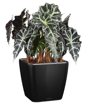 Potted Alocasia Polly House Plant in LECHUZA QUADRO LS Black High Gloss Self-watering Planter, Total Height 70 cm