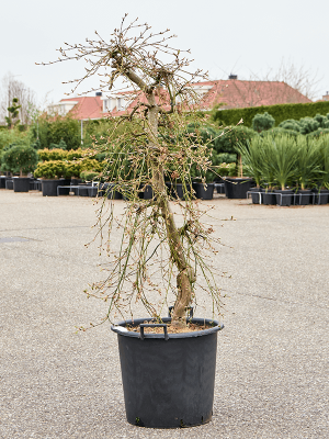 Acer palmatum \'Dissectum\' (160-200) W110 H(140-180) cm, Potsize D50 cm