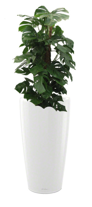 Potted Monstera Deliciosa House Plant in LECHUZA RONDO White High Gloss Self-watering Planter, Total Height 150 cm