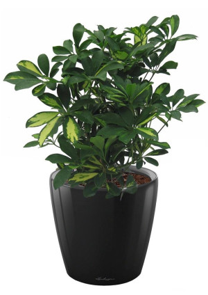 Potted Schefflera House Plant in LECHUZA CLASSICO LS Black High Gloss Self-watering Planter, Total Height 60 cm