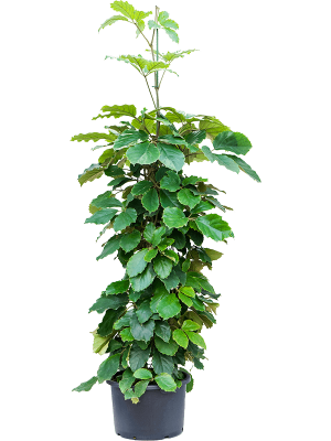 Tetrastigma voinierianum W90 H(170-210) cm Live Plant, Potsize D40 cm