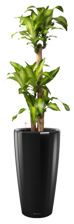 Potted Dracaena Fragrans Massangeana House Plant in LECHUZA RONDO Black High Gloss Self-watering Planter, Total Height 160 cm