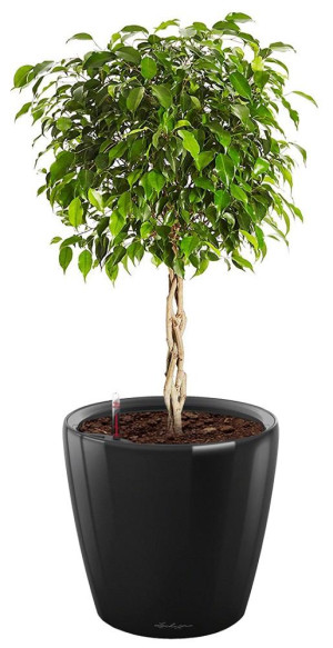 Potted Ficus Benjamina Exotica House Plant in LECHUZA CLASSICO LS Black High Gloss Self-watering Planter, Total Height 70 cm